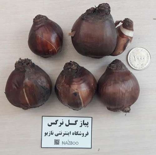 معرفی گل نرگس