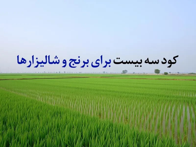 کود سه بیست برای برنج