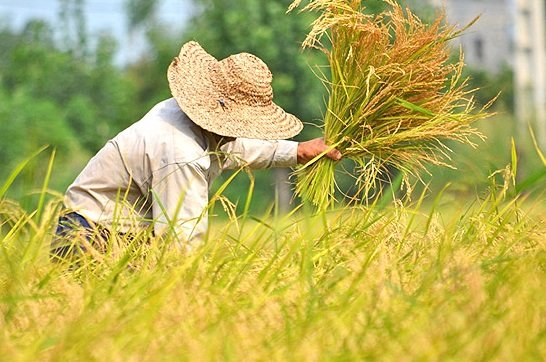 اگر هر روز برنج بخوریم چه میشود؟