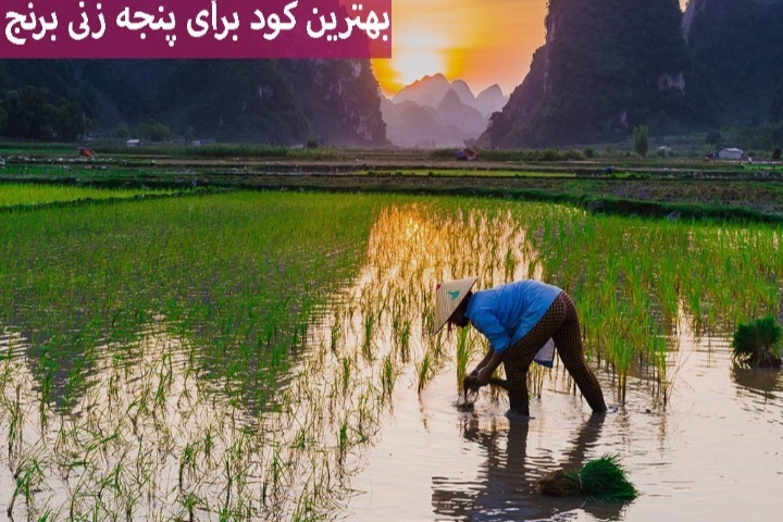بهترین کود برای پنجه زنی برنج (بهترین ترکیب کود جامع مایع برای پنجه زنی)